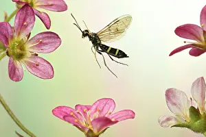 Saxifrage: Cornstalk wasp (Cephus pygmaeus) in flight on the