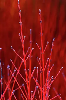 Cornus: Cornus Winter Beauty / Common Dogwood