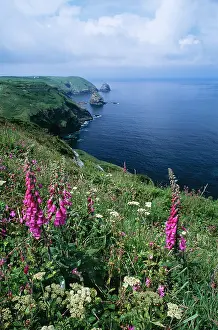Cornwall - Rad Campion & Foxgloves flowers on the