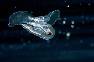 Macaronesia: Corolla espectabilis, Opisthobranch. Zooplankton