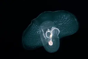 Macaronesia: Corolla espectabilis, Opisthobranch. Zooplankton