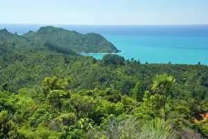 Grows: Coromandel Coastline - dense coastal bush vegetation