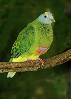 Ptilinopus: Coronated Fruit Dove