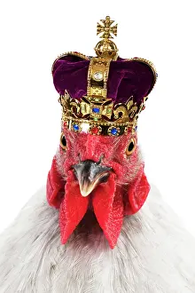 Royal: Coronation Chicken - Peking bantam (head shot) w