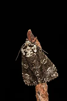 Noctuidae: The coronet (Craniophora ligustri) resting on dry