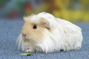 Coronet: Coronet Guinea Pig, cream-white