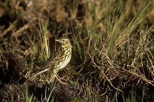 Pipits: Correndera Pipit - perched on groundS