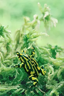 Corroboree: Corroboree FROG