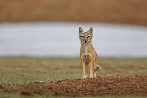 Neige: Corsac fox