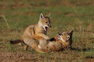 Jeune: Corsac fox