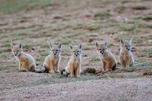 Jeune: Corsac fox