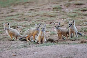 Jeune: Corsac fox