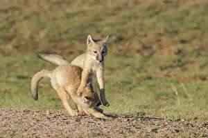 Jeune: Corsac fox
