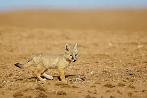 Jeune: Corsac fox