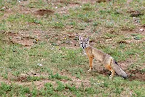 Jeune: Corsac fox