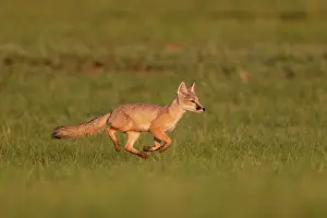 Jeune: Corsac fox