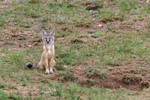 Jeune: Corsac fox