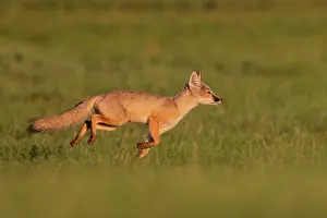 Jeune: Corsac fox