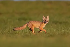 Jeune: Corsac fox