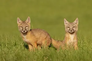 Jeune: Corsac fox
