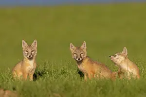 Jeune: Corsac fox