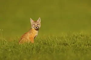 Jeune: Corsac fox