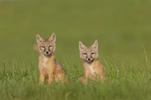 Jeune: Corsac fox