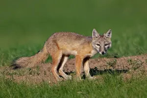 Jeune: Corsac fox