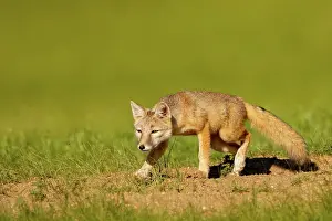 Jeune: Corsac fox