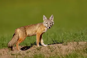 Jeune: Corsac fox