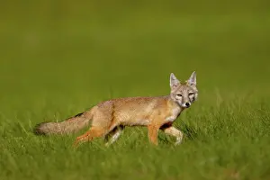 Jeune: Corsac fox