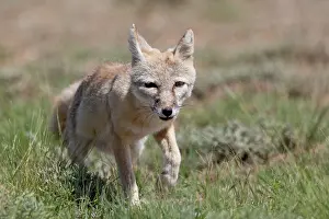 Jeune: Corsac fox