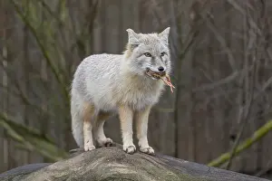 Mouths: One corsac fox (Vulpes corsac) standing on a log with a chicken in his mouth