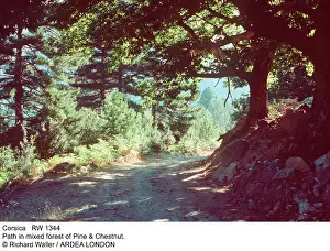 Devon Wildlife Trust: CORSICA - path in mixed forest of Pine & Chestnut