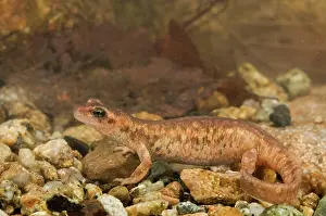 Corsican: Corsican Brook Newt - female in the water