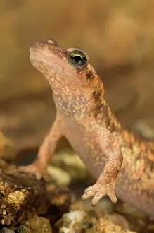 Corsican: Corsican Brook Newt - female in the water