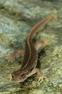 Corsican: Corsican Brook Newt - male in the water