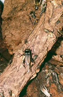 Corsican: Corsican Cricket