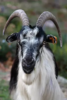 Standards: Corsican goat chewing the grass Corsica France