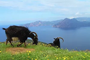 Raising: Corsican goats over the Calanques de Piana