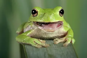 Corsican: Corsican Green Tree Frog - eating a fly