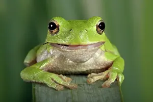 Corsican: Corsican Green Tree Frog - eating a fly