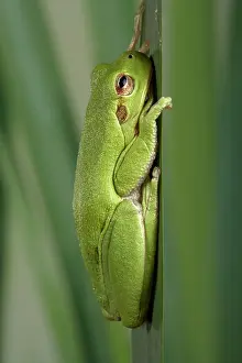 Corsican: Corsican Green Tree Frog - On a leaf
