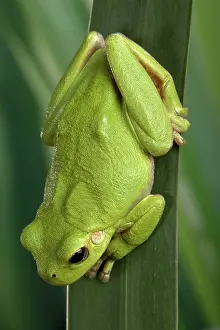 Corsican: Corsican Green tree frog - on leaves