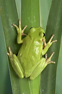 Corsican: Corsican Green Tree Frog - on leaves