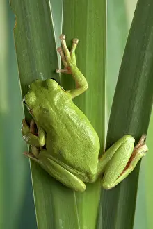 Corsican: Corsican Green Tree Frog - on leaves