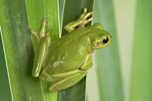 Corsican: Corsican Green tree frog - on leaves