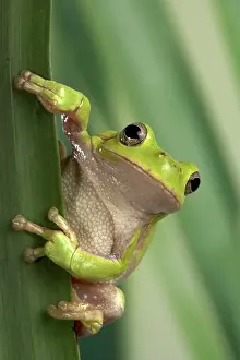 Corsican: Corsican Green Tree Frog - on leaves