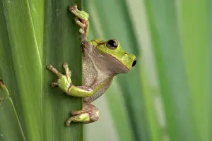 Corsican: Corsican Green Tree Frog - on leaves