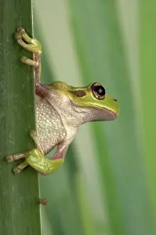 Corsican: Corsican Green tree frog - on leaves